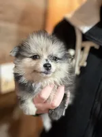 Marcel, a male Pomeranian for sale in Franklin, NC – Photo 4 of 8