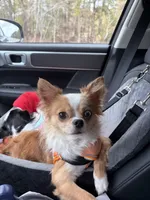 Benjamin, a male Chihuahua for sale in Franklin, NC – Photo 2 of 2