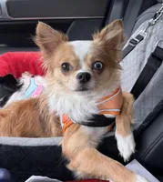 Benjamin, a male Chihuahua for sale in Franklin, NC – Photo 1 of 2