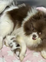 Athena, a female Pomeranian for sale in Franklin, NC – Photo 3 of 4