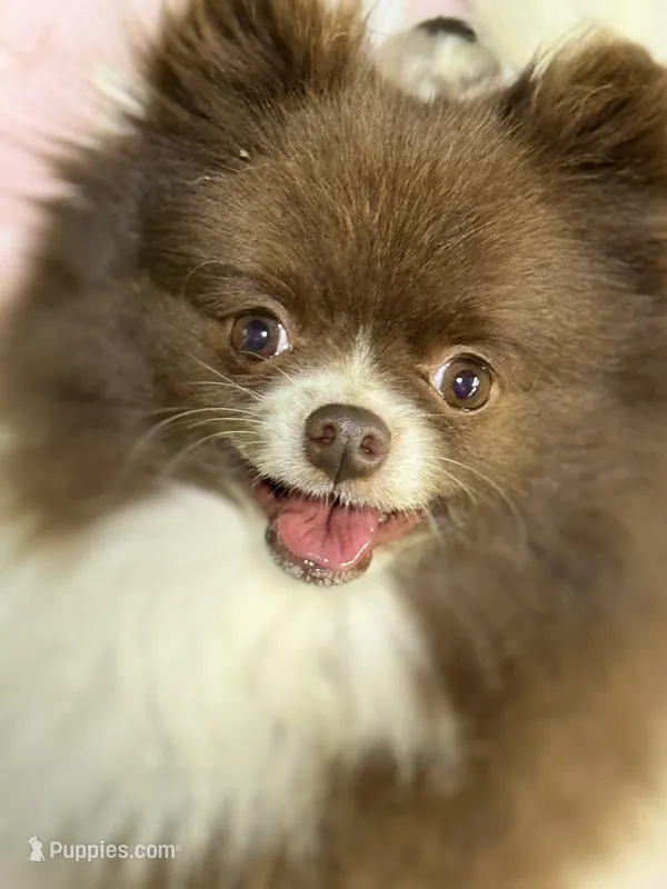 Athena – Pomeranian puppy for sale in Franklin, NC