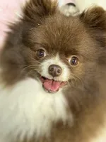 Athena, a female Pomeranian for sale in Franklin, NC – Photo 1 of 4