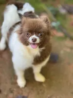 Athena, a female Pomeranian for sale in Franklin, NC – Photo 4 of 4