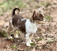 Stoltz, a male Chihuahua for sale in Franklin, NC – Photo 1 of 2
