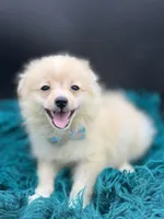 Cotton, a male Pomeranian for sale in Franklin, NC – Photo 7 of 7