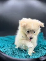 Cotton, a male Pomeranian for sale in Franklin, NC – Photo 5 of 7