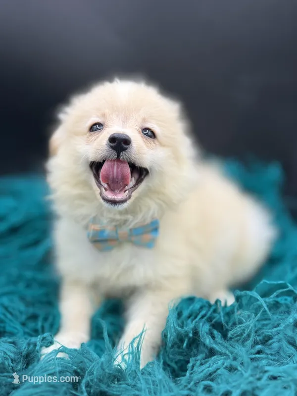 Cotton, a male Pomeranian for sale in Franklin, NC – Photo 1 of 7