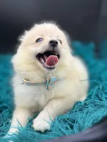 Cotton, a male Pomeranian for sale in Franklin, NC – Photo 4 of 7