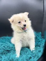 Cotton, a male Pomeranian for sale in Franklin, NC – Photo 3 of 7