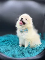 Cotton, a male Pomeranian for sale in Franklin, NC – Photo 2 of 7