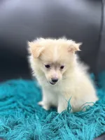 Cotton, a male Pomeranian for sale in Franklin, NC – Photo 6 of 7