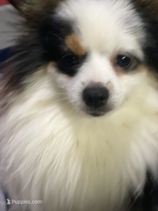 Pippy, a female Pomeranian for sale in Franklin, NC – Photo 1 of 1