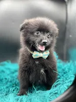 Jet, a male Pomeranian for sale in Franklin, NC – Photo 5 of 7