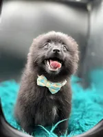 Jet, a male Pomeranian for sale in Franklin, NC – Photo 1 of 7