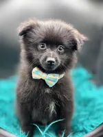 Jet, a male Pomeranian for sale in Franklin, NC – Photo 7 of 7