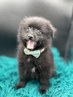 Jet, a male Pomeranian for sale in Franklin, NC – Photo 3 of 7