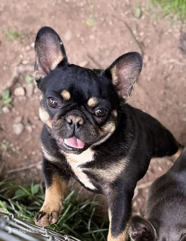 Micro Delta, a female French Bulldog for sale in Franklin, NC – Photo 1 of 10