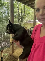 Micro Delta, a female French Bulldog for sale in Franklin, NC – Photo 6 of 10