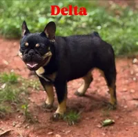 Micro Delta, a female French Bulldog for sale in Franklin, NC – Photo 7 of 10