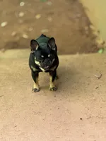 Micro Delta, a female French Bulldog for sale in Franklin, NC – Photo 9 of 10