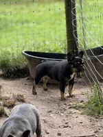 Micro Delta, a female French Bulldog for sale in Franklin, NC – Photo 3 of 10