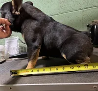 Micro Delta, a female French Bulldog for sale in Franklin, NC – Photo 8 of 10