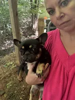 Micro Delta, a female French Bulldog for sale in Franklin, NC – Photo 5 of 10