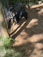 Micro Delta, a female French Bulldog for sale in Franklin, NC – Photo 4 of 10