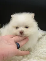 Yetti, a male Pomeranian for sale in Franklin, NC – Photo 3 of 7