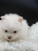 Yetti, a male Pomeranian for sale in Franklin, NC – Photo 4 of 7