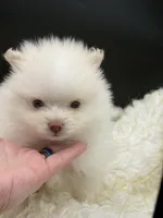 Yetti, a male Pomeranian for sale in Franklin, NC – Photo 2 of 7