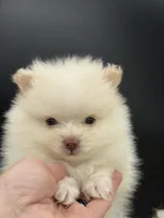 Yetti, a male Pomeranian for sale in Franklin, NC – Photo 6 of 7