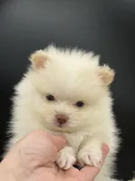 Yetti, a male Pomeranian for sale in Franklin, NC – Photo 7 of 7