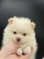 Yetti, a male Pomeranian for sale in Franklin, NC – Photo 5 of 7