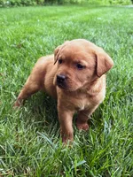 Max - Fox Red Male, a male Labrador Retriever for sale in Gap, PA – 3 of 8