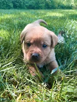 Star, a female Labrador Retriever for sale in Gap, PA – 2 of 5
