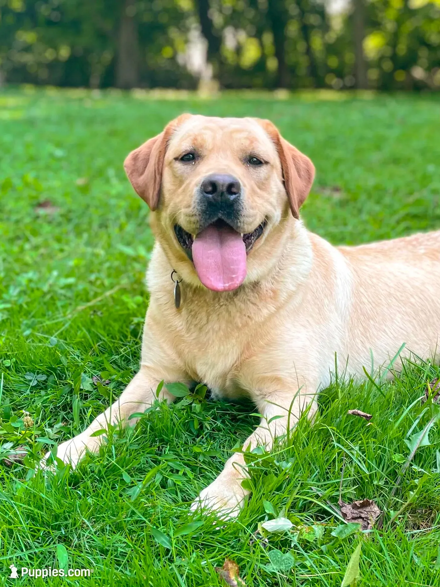 Star - Fox Red Female, a female Labrador Retriever for sale in Gap, PA – 6 of 7