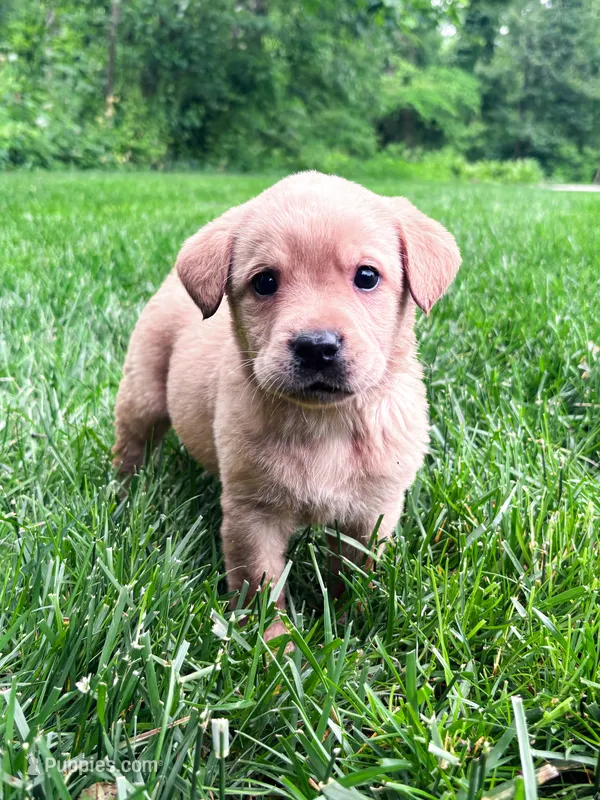Taylor – Labrador Retriever puppy for sale in Gap, PA