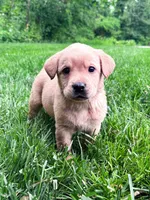 Taylor - Yellow Female, a female Labrador Retriever for sale in Gap, PA – 1 of 8