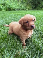Star - Fox Red Female, a female Labrador Retriever for sale in Gap, PA – 4 of 7