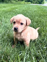 Taylor - Yellow Female, a female Labrador Retriever for sale in Gap, PA – 3 of 8