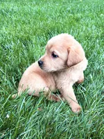 Taylor - Yellow Female, a female Labrador Retriever for sale in Gap, PA – 5 of 8
