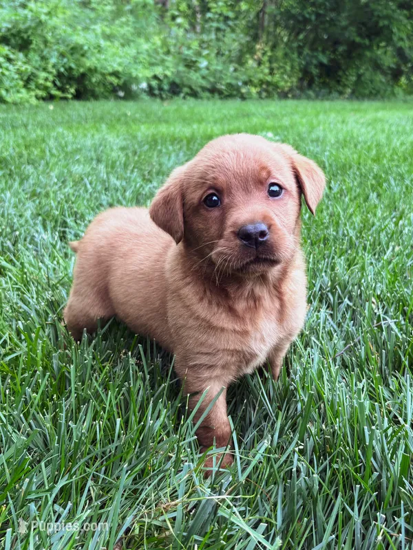 Star – Labrador Retriever puppy for sale in Gap, PA