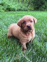 Star - Fox Red Female, a female Labrador Retriever for sale in Gap, PA – 1 of 7