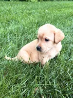 Taylor - Yellow Female, a female Labrador Retriever for sale in Gap, PA – 4 of 8
