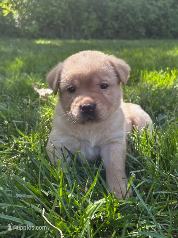 Charlie – Labrador Retriever puppy for sale in Gap, PA
