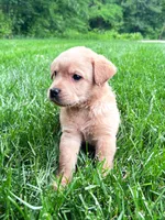 Taylor - Yellow Female, a female Labrador Retriever for sale in Gap, PA – 2 of 8