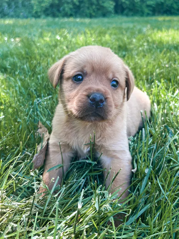 Star – Labrador Retriever puppy for sale in Gap, PA
