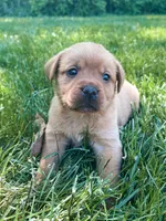 Star, a female Labrador Retriever for sale in Gap, PA – 1 of 5