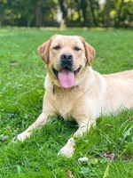 Charlie, a male Labrador Retriever for sale in Gap, PA – 4 of 5